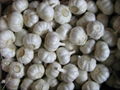 garlic exporter from China garlic producer