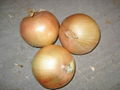 china fresh yellow onion 