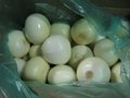 china fresh onion exporter