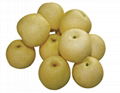 fresh ya pear from china pear exporter