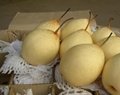 fresh ya pear from china pear exporter