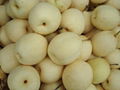 fresh ya pear from china pear exporter