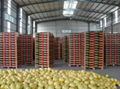 Fresh Honey Pomelo Factory From China