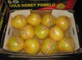 Fresh Honey Pomelo From Pomelo exporter from China pomeo factory