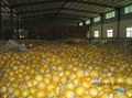  Pomelo From Chinese Pomelo exporter 