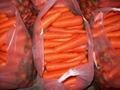 fresh carrot