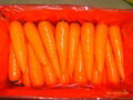 carrot