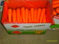 carrot 2