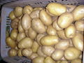 potato 2
