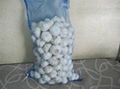 Chinese fresh white garlic from china garlic factory