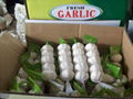 Chinese fresh pure white garlic