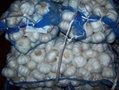 fresh white garlic 10kg mesh bag