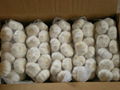 fresh garlic from china garlic factory