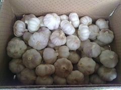 fresh garlic