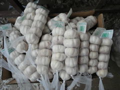 fresh china garlic in cartons