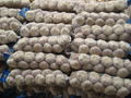 fresh china garlic in cartons 2