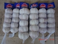 fresh china garlic in cartons 3