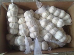 pure white garlic 250g*40 10kg cartons