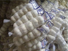 pure white garlic 250g*40 10kg cartons