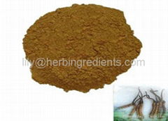 Cordyceps Extract