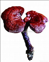 Reishi Mushroom P.E. 