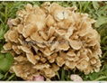 Maitake Mushroom P.E.