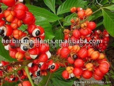 Guarana Seed P.E.