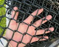 Plastic Coated Chain Link Fence Wire Mesh Roll 1