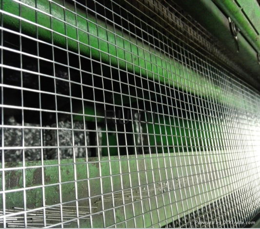 Galvanized Square Welded Wire Mesh Roll  3