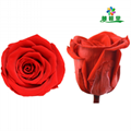 Preserved Flower 4-5cm 8Roses Heads, Real Preserved Roses For Home Decoration 2