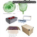 Grade A 5-6cm Preserved Real Rose Flower 6roses as Wedding Decoration Material  14