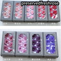 Grade A 5-6cm Preserved Real Rose Flower 6roses as Wedding Decoration Material  12