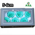 Grade A 5-6cm Preserved Real Rose Flower 6roses as Wedding Decoration Material  2