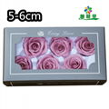 Grade A 5-6cm Preserved Real Rose Flower 6roses as Wedding Decoration Material  3