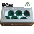 Grade A 5-6cm Preserved Real Rose Flower 6roses as Wedding Decoration Material  6