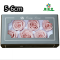 Grade A 5-6cm Preserved Real Rose Flower 6roses as Wedding Decoration Material  7