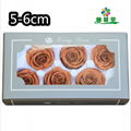 Grade A 5-6cm Preserved Real Rose Flower 6roses as Wedding Decoration Material  8