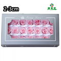 Small Size Preserved Rose Head 2-3cm 21roses 37colors Preserved Roses 6