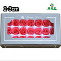 Small Size Preserved Rose Head 2-3cm 21roses 37colors Preserved Roses 12