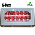 Small Size Preserved Rose Head 2-3cm 21roses 37colors Preserved Roses 13