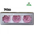 Preserved Rose Head 7-8cm 3roses Head For Florist Arrangement