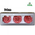 Preserved Rose Head 7-8cm 3roses Head For Florist Arrangement