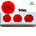 Preserved Rose Head 7-8cm 3roses Head For Florist Arrangement