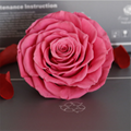 Big Size Rose Head 9-10cm Only One Preserved Rose For Florist Arrangement 5