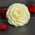 Big Size Rose Head 9-10cm Only One Preserved Rose For Florist Arrangement 8