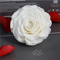 Big Size Rose Head 9-10cm Only One Preserved Rose For Florist Arrangement 10