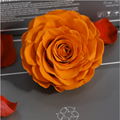 Big Size Rose Head 9-10cm Only One Preserved Rose For Florist Arrangement 11