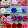 Big Size Rose Head 9-10cm Only One Preserved Rose For Florist Arrangement 14