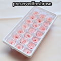 Preserved Austin Rose 2-3cm 21Roses Heads Eternal Flowers For Home Decoration 6