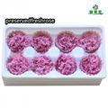 Preserved Carnation 4-5cm For Mother‘s Day DIY Flower Material 4